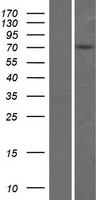ls148254 znf555 human over expression lysates nm 152791 wb testing 1