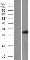 C1orf74 Human Over-expression Lysates NM_152485