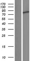 C1orf127 Human Over-expression Lysates NM_001170754