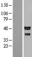 ls148362 brox human over expression lysates nm 144695 wb testing 1