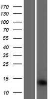 SAMD13 Human Over-expression Lysates NM_001010971