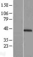 ls148523 c1orf51 ciart human over expression lysates nm 144697 wb testing 1