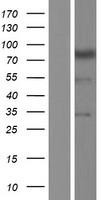 NBPF4 Human Over-expression Lysates NM_001143989