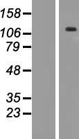 ANKRD35 Human Over-expression Lysates NM_144698