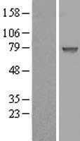 ls148870 ccdc27 human over expression lysates nm 152492 wb testing 1