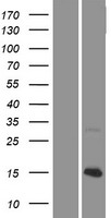 ls148930 kncn human over expression lysates nm 001097611 wb testing 1