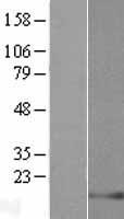 LELP1 Human Over-expression Lysates NM_001010857