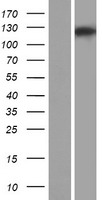 RC3H1 Human Over-expression Lysates NM_172071