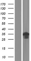 METTL11B Human Over-expression Lysates NM_001136107