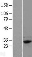 FAM78B Human Over-expression Lysates NM_001017961