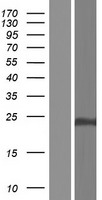 CLDN19 Human Over-expression Lysates NM_001123395