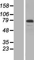 ls149465 wdr65 cfap57 human over expression lysates nm 152498 wb testing 1