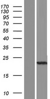ls149469 c1orf84 human over expression lysates nm 001012961 wb testing 1