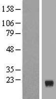 SRARP Human Over-expression Lysates NM_178840