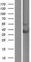 PYHIN1 Human Over-expression Lysates NM_198930