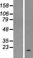 C1orf227 (SPATA45) Human Over-expression Lysates NM_001024601