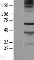 FAM71A Human Over-expression Lysates NM_153606