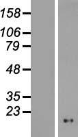 NOL4L-DT Human Over-expression Lysates NM_001010976
