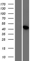 ls149986 fam61b lsm14b human over expression lysates nm 144703 wb testing 1
