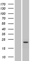 ls150159 nhedc1 slc9b1 human over expression lysates nm 001100874 wb testing 2