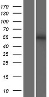 ls150159 nhedc1 slc9b1 human over expression lysates nm 139173 wb testing 1