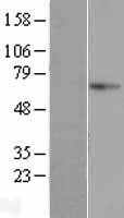 ls150209 aifm3 human over expression lysates nm 001018060 wb testing 1