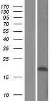 C22orf15 Human Over-expression Lysates NM_182520