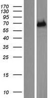 ls150350 enthd1 human over expression lysates nm 152512 wb testing 1