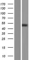 PNPLA5 Human Over-expression Lysates NM_001177675