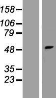 PNPLA5 Human Over-expression Lysates NM_138814