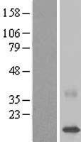 ls150383 c22orf40 cdpf1 human over expression lysates nm 207327 wb testing 1
