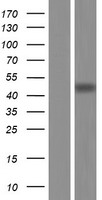 ls150472 cbwd2 human over expression lysates nm 172003 wb testing 1