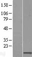 C2orf15 Human Over-expression Lysates NM_144706