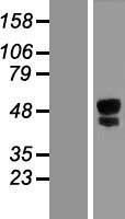 ITPRIPL1 Human Over-expression Lysates NM_178495