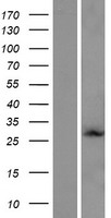 ls150786 rab6d human over expression lysates nm 001077637 wb testing 1