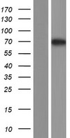 ALS2CR13 (FAM117B) Human Over-expression Lysates NM_173511