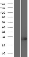 TCF23 Human Over-expression Lysates NM_175769