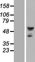 ls151011 septin10 human over expression lysates nm 144710 wb testing 1