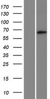 KLHL23 Human Over-expression Lysates NM_144711