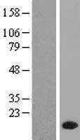 PPP1R1C Human Over-expression Lysates NM_001080545