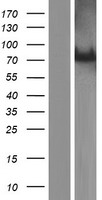 ls151254 c2cd6 human over expression lysates nm 001168217 wb testing 2