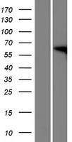 FAM82A1 (RMDN2) Human Over-expression Lysates NM_144713