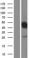 WDSUB1 Human Over-expression Lysates NM_152528