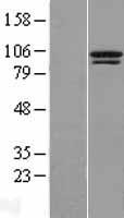 ls151613 ttc14 human over expression lysates nm 133462 wb testing 1