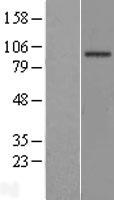 ls151651 efhb human over expression lysates nm 144715 wb testing 1