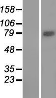 ls151790 wdr49 human over expression lysates nm 178824 wb testing 1