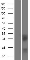 CD272 (BTLA) Human Over-expression Lysates NM_001085357