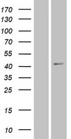XXYLT1 Human Over-expression Lysates NM_152531