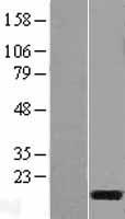 C3orf22 Human Over-expression Lysates NM_152533