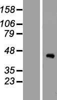 ls152098 zcwpw2 human over expression lysates nm 001040432 wb testing 1